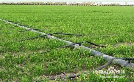 小麥春季首次肥水管理與軟件開發 一個關于精準與流程的跨界思考